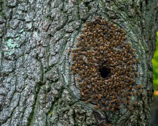Un enjambre de abejas se agrupa alrededor de un agujero en la corteza de un árbol, mostrando dónde viven las abejas en su colmena natural.