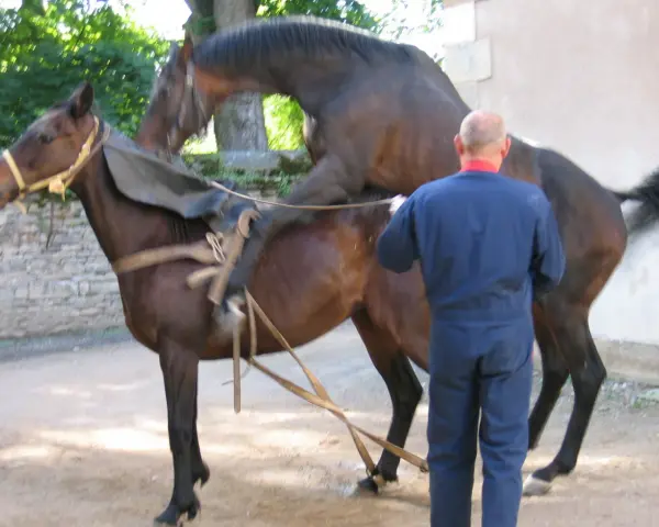 Un homme en combinaison bleue supervise un cheval entier, selle sur le dos, prêt pour une monte.