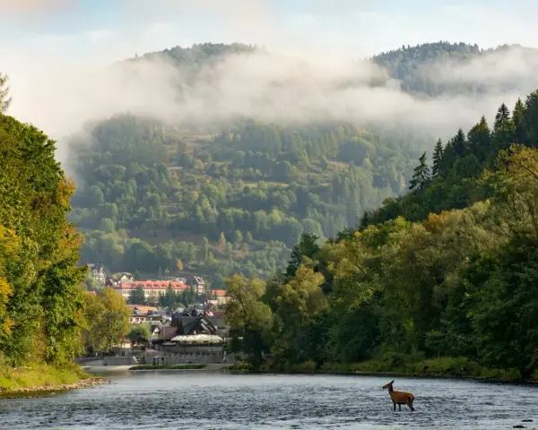 Jeleń w rzece na tle mglistych gór i zabudowań, piękny widok na Pieniński Park Narodowy.