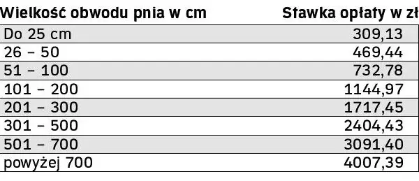 Ile za wycięcie drzewa? Sprawdź, co wpływa na koszty usług