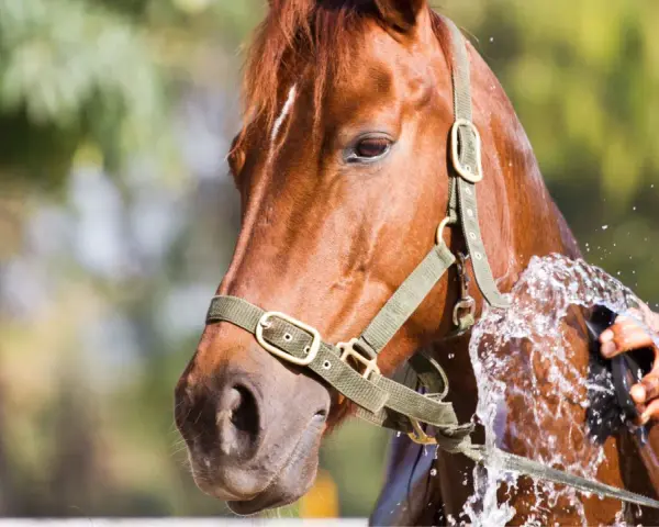 Un cheval brun est arrosé pour éviter le coup de chaleur. L'eau éclabousse son flanc pendant qu'une main le brosse.