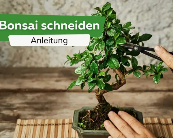 Eine Hand hält eine Schere, um einen Bonsai zu schneiden. Die Anleitung zeigt, wie man die kleinen Bäume formt.