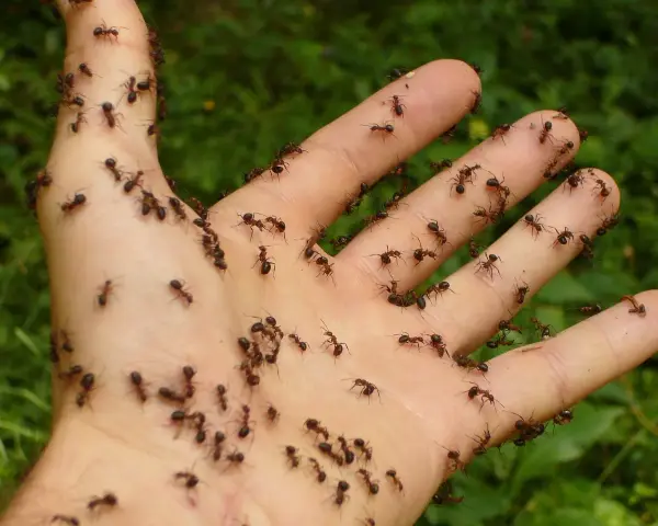 Dłoń pokryta mrówkami. Zastanawiasz się, co odstrasza mrówki? Może zapach cytrusów lub cynamonu?