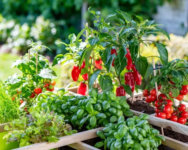 Ein Hochbeet mit Tomaten, Basilikum, Salat und roten Paprika. Sie sind gute Nachbarn im Garten und wachsen prächtig.