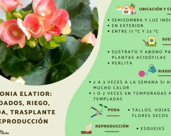 Begonia elatior con flores rosadas, cuidados: semisombra, riego, poda y reproducción por esquejes.