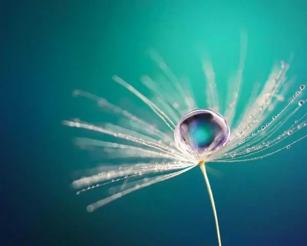 Goutte d'eau sur un pissenlit, une œuvre de macrophotographie artistique.