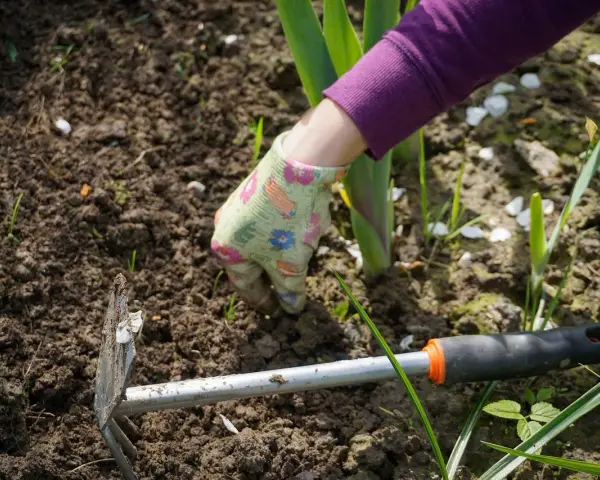 Mano guantata che lavora la terra con una zappa, pronta a sarchiare il terreno per far crescere le piante.