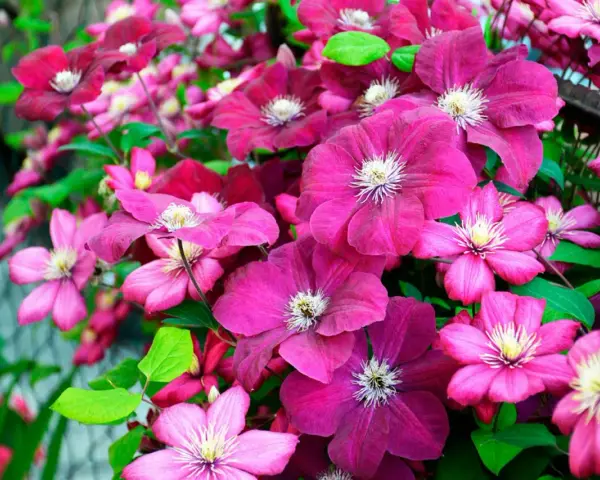 En frodig klätterväxt med många blommor i olika nyanser av rosa och lila. Vackra klematis sorter som blommar rikligt.