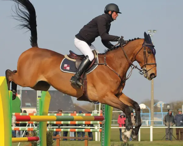 Un cheval bai, tel un **drako de maugre**, franchit un obstacle de saut d'obstacles avec son cavalier.