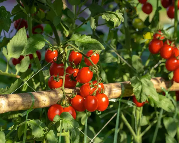A vine laden with ripe cherry tomatoes, with clusters showing how many tomatoes per plant.
