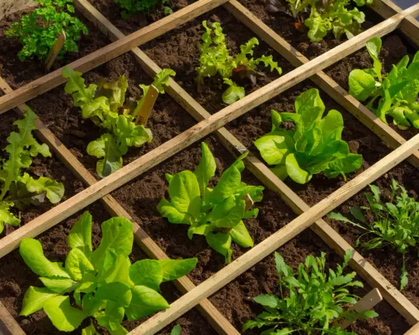 Un orto in giardino ben organizzato con lattughe e rucola in aiuole quadrettate di legno.