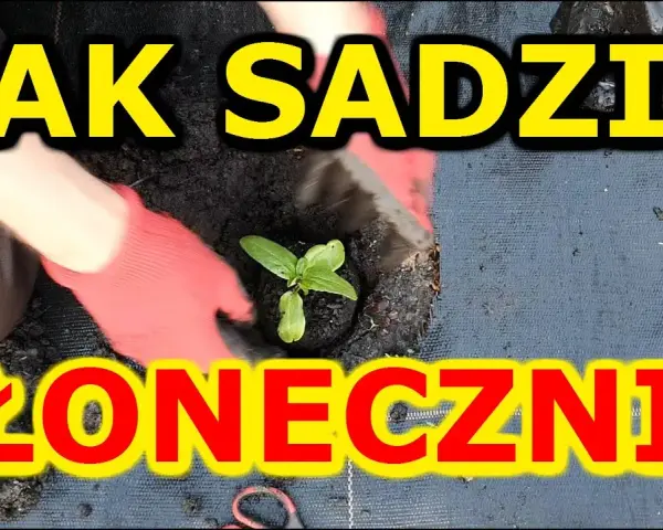 Jak sadzić słonecznik: kluczowe błędy do uniknięcia i najlepsze praktyki
