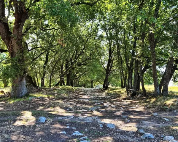 Sentiero lastricato tra alberi ombrosi, un'eco della via Flaminia.