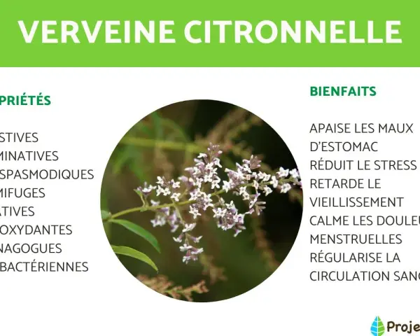 Verveine citronnelle, plante aux multiples bienfaits pour la santé, idéale en tisane. Apaise maux d'estomac, réduit stress.