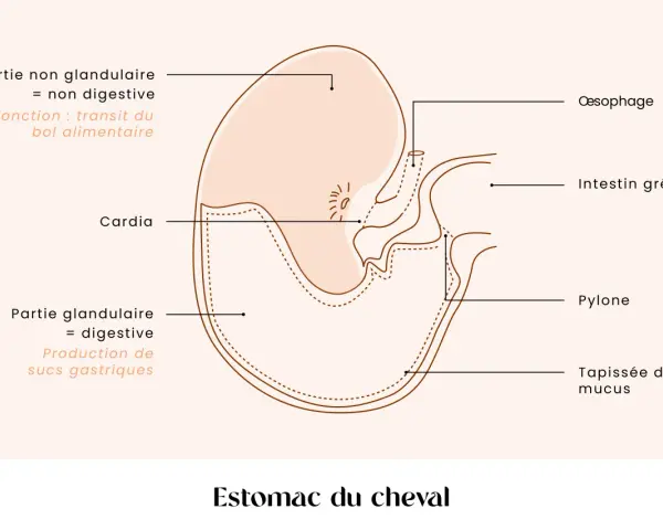 Schéma du estomac cheval, montrant ses parties non glandulaire et glandulaire, le cardia, le pylone, l'œsophage et l'intestin grêle.