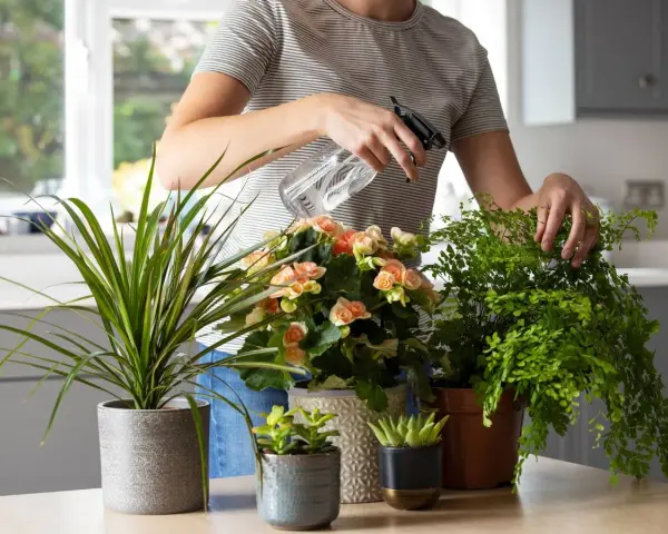 Persona rocía agua sobre plantas para la cocina, incluyendo un helecho frondoso y flores rosadas.