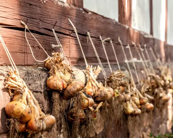 Zwiebeln ernten: Bündel von Zwiebeln mit Wurzeln und getrockneten Blättern hängen an einer Holzwand.
