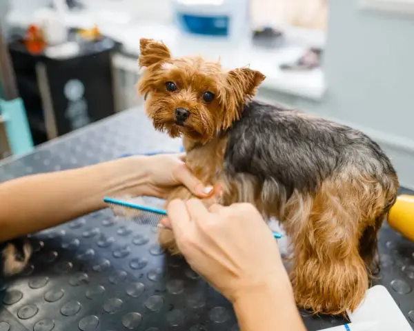 Yorkshire terrier czeka na rozczesanie kołtunów. Groomer delikatnie rozplątuje sierść grzebieniem, by piesek znów był piękny.