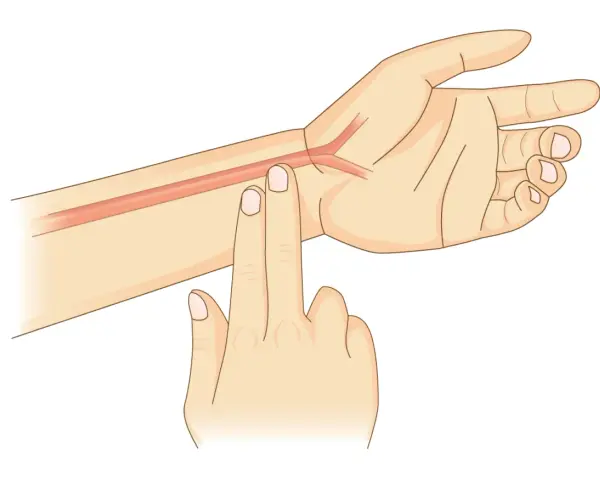 Zwei Finger auf dem Handgelenk, um den Puls zu messen. Eine Arterie ist sichtbar.