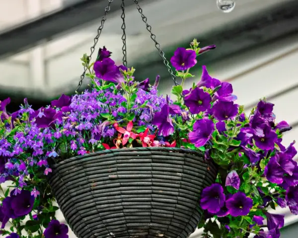 Üppige, violette Blumen im Juni, die aus einem hängenden Korb quellen. Ein Fest für die Augen!