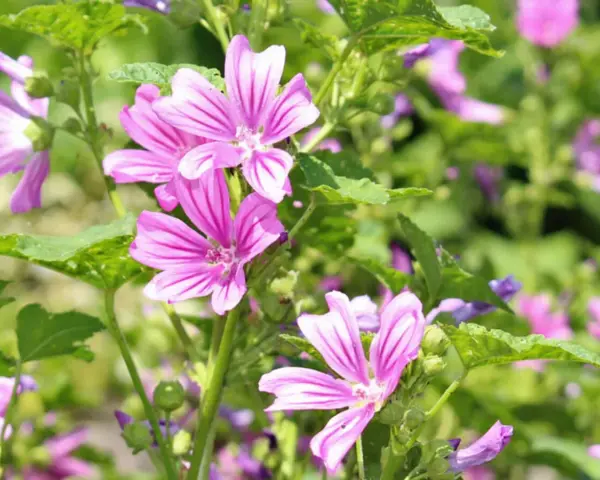 Zarte, pinke Blüten der **wilden Malve** mit dunkleren Streifen entfalten sich im satten Grün.