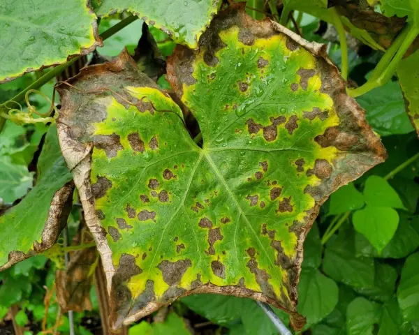 Blatt mit braunen Flecken und gelben Rändern, deutet auf Kaliummangel hin.