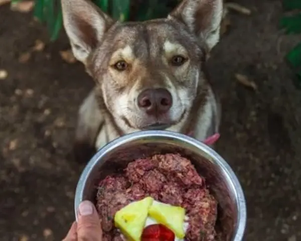 Chien regardant un bol de nourriture crue. Avis vétérinaire sur le barf chien : une alimentation saine.