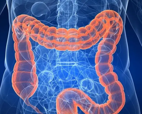 Anatomia jelita grubego, pomarańczowy, widoczny wewnątrz niebieskiego szkieletu ludzkiego. Badanie asamax.