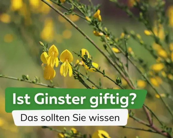 Gelber Ginster blüht üppig. Ist Ginster giftig? Die Frage wird hier beantwortet.