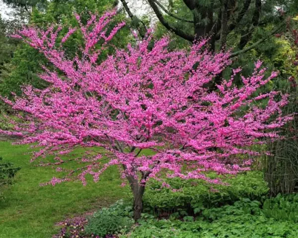 Magnifique arbre de Judée en pleine floraison, ses branches chargées de fleurs roses éclatantes se dressent fièrement dans un jardin verdoyant.
