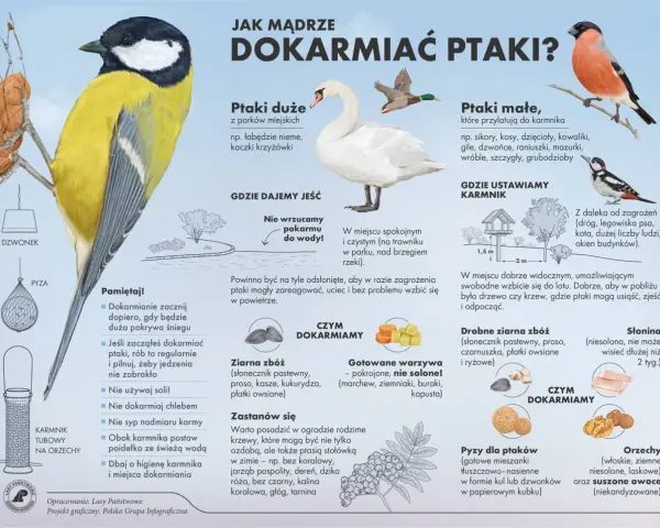 Słonina dla ptaków to dobry pokarm zimą. Na ilustracji widać różne rodzaje karmników i ptaki.
