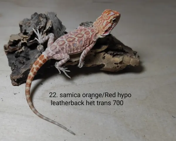 Młoda agama brodata, samica orange/Red hypo leatherback het trans. Atrakcyjna agama brodata cena 700.