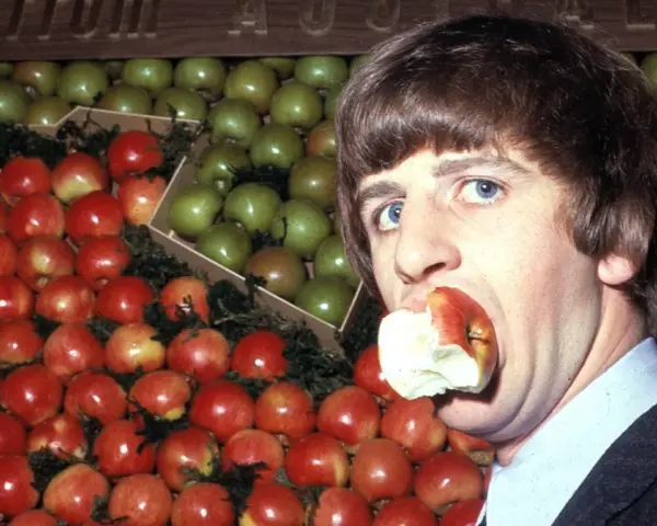 Ringo Starr, perkusista The Beatles, gryzie jabłko na tle stosów czerwonych i zielonych owoców.