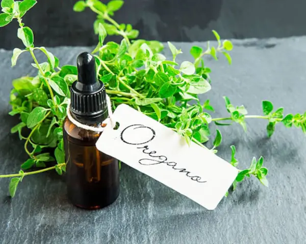 Frasco de aceite de orégano con ramitas frescas de la hierba. La etiqueta blanca dice "Oregano".