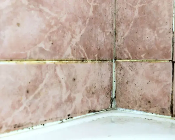 Mörk mögelväxt längs fogarna på rosa kakel i ett badrum, ett tydligt tecken på fuktskada.
