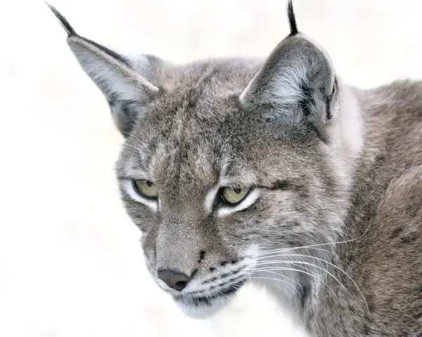 Portrait d'un lynx au pelage gris tacheté, ses yeux perçants fixent l'objectif. La taille de ce félin sauvage est impressionnante.