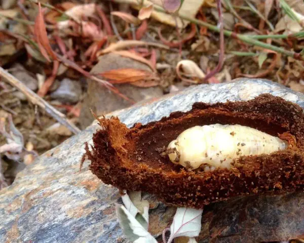 Larva de gusano cabezudo en su capullo de tierra. Aprende cómo eliminar el gusano cabezudo para proteger tus plantas.