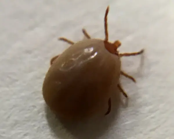 Garrapata solitaria, un recordatorio de las plagas de garrapatas que pueden afectar a mascotas y humanos.