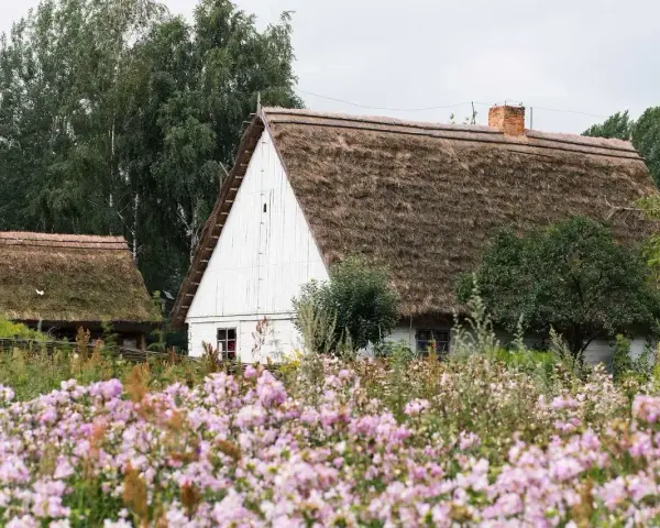 Skansen kujawsko pomorski: białe chaty z krytymi strzechą dachami, otoczone kwitnącym ogrodem.