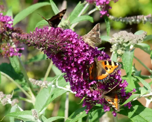 Fjärilar besöker en lila syrenhortensia, en invasiv buddleja.