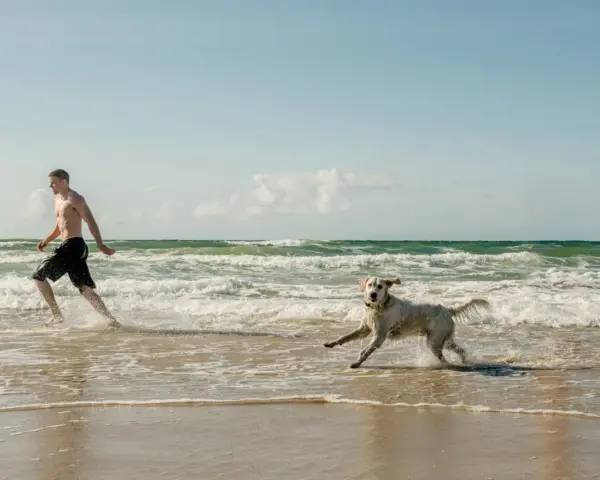 En man och hans hund njuter av en hund resa till Danmark vid havet. De springer glatt i vattnet på en sandstrand.