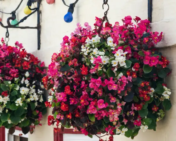 Bunte Begonien schmücken den Balkon. Hängende Körbe voller roter, pinker und weißer Blüten leuchten vor der Hauswand.