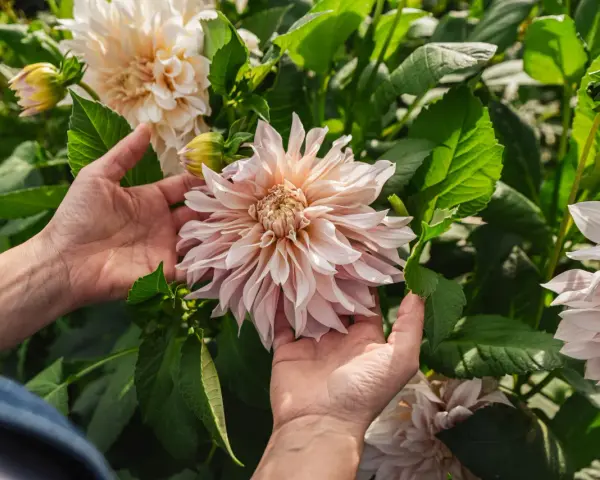 Händer som varsamt håller en stor, ljusrosa dalia blomma bland gröna blad.