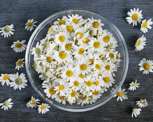 Un bol rempli de fleurs de camomille blanches et jaunes, évoquant les 10 bienfaits de la camomille pour la santé et le bien-être.