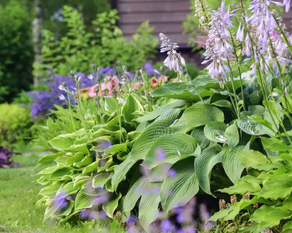 En lummig trädgård med frodiga blad och lila blommor. En perfekt plats att plantera perenner för en vacker sommar.