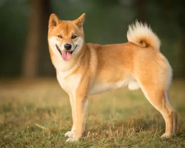 Uśmiechnięty shiba inu stoi na trawie, z ogonem zakręconym w charakterystyczny sposób.