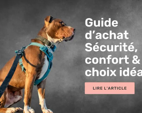 Un chien portant un harnais bleu est assis, regardant vers la droite. Le texte indique "Guide d'achat Sécurité, confort & choix idéal". Le bon **taille harnais** est essentiel.