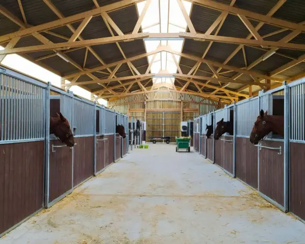 Cheval curieux dans sa stalle, dans une écurie moderne offrant une stabulation libre spacieuse et lumineuse.