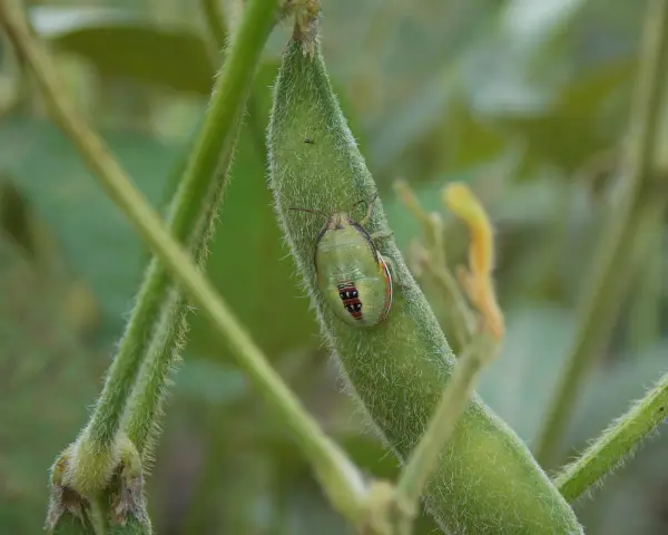 Un insecto verde con marcas rojas y negras, una de las chinches de campo, descansa sobre una vaina de soja peluda.