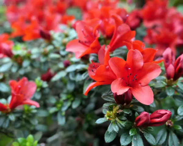 Rojo vibrante de azaleas en flor, con detalles de sus pétalos y hojas verdes. Consejos para sus azalea cuidados.